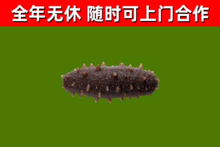 伊通县回收海参干